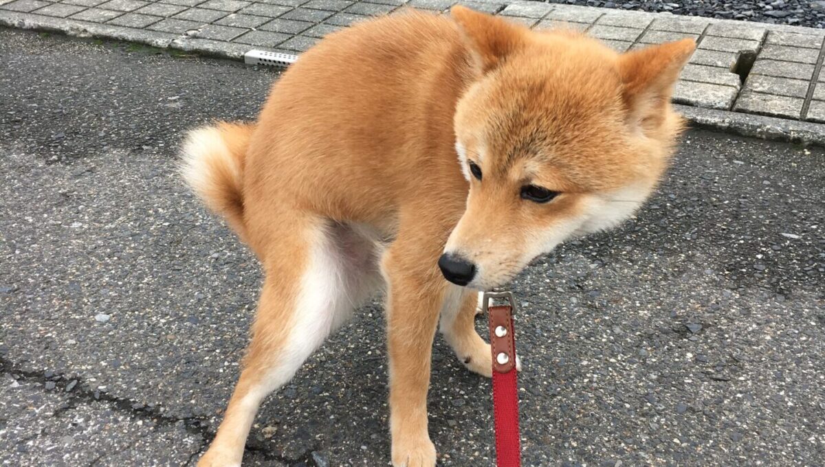 排便する柴犬