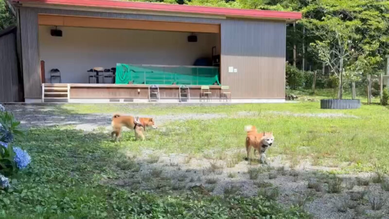 かしも愛犬村　ドッグラン